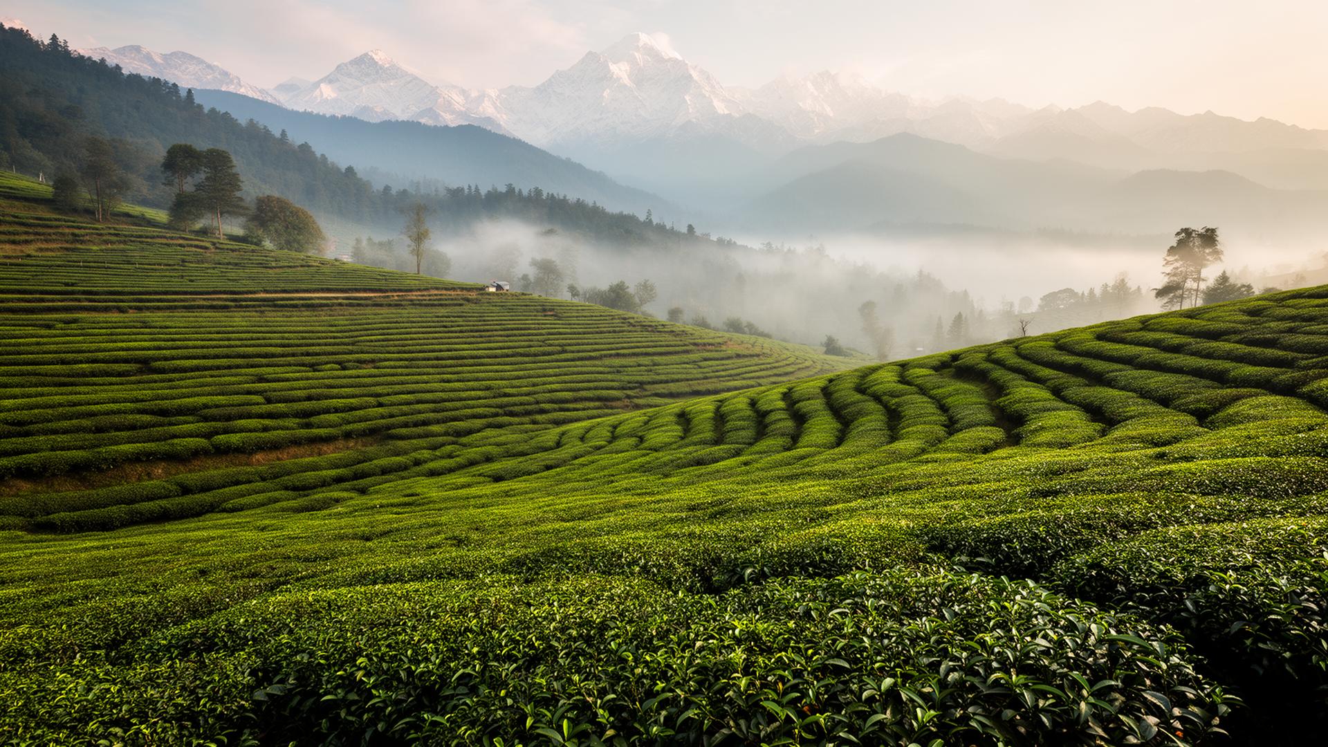 Himalayan green tea farm in Ilam, Nepal